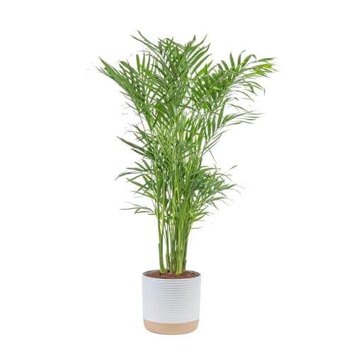 Costa Farms Cat Palm Live Plant in Decorative Pot, Large Indoor Houseplant, Perfect for Home, Room, or Office Decor, Great House Warming or Birthday Gift, 3-4 Feet Tall
