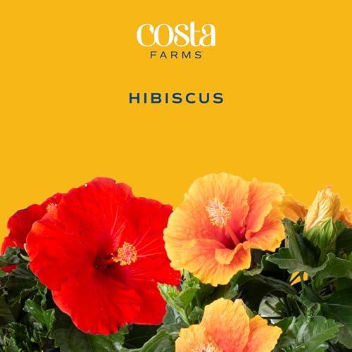 Miniatura de Hibisco Tropical Costa Farms: Arbusto Vivo con Flores Vibrantes para Exterior 2