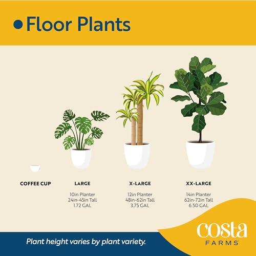 Miniatura de Hibisco Tropical Costa Farms: Arbusto Vivo con Flores Vibrantes para Exterior 8