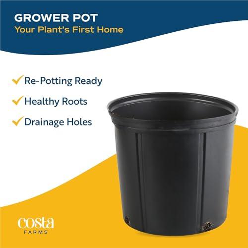 Miniatura de Hibisco Tropical Costa Farms: Arbusto Vivo con Flores Vibrantes para Exterior 10