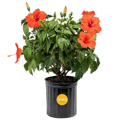 Hibisco Tropical Costa Farms: Arbusto Vivo con Flores Vibrantes para Exterior