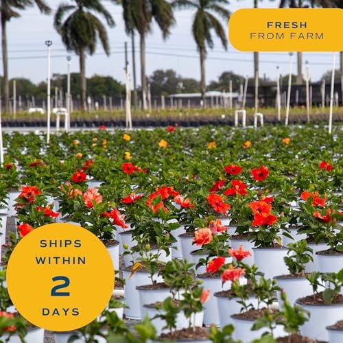 Miniatura de Hibisco Tropical Costa Farms: Arbusto Vivo con Flores Vibrantes para Exterior 6