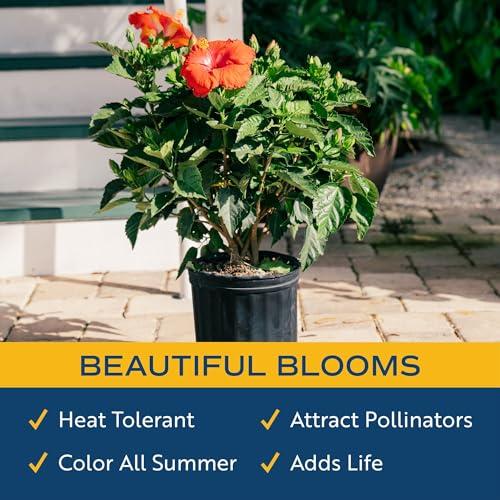 Miniatura de Hibisco Tropical Costa Farms: Arbusto Vivo con Flores Vibrantes para Exterior 5