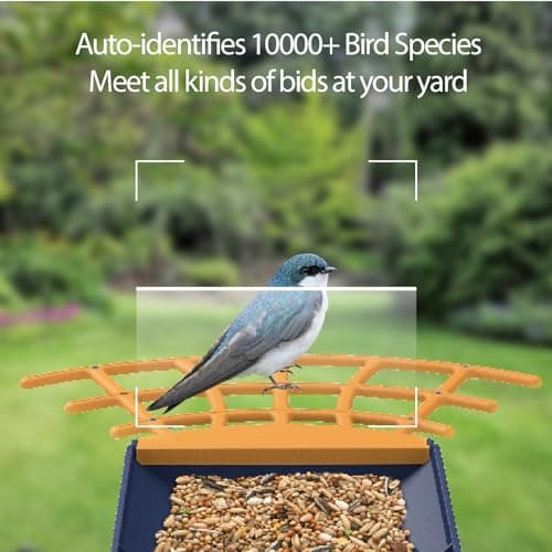 Comedero Inteligente Birdkiss con Cámara, IA y Panel Solar