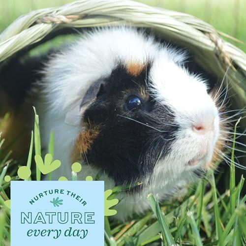 Oxbow Timothy Hay Tunnel, Guinea Pig Hideout, Rabbit & Bunny Tunnel, Edible & Hand-Woven Guinea Pig House, No Wires or String, Small Pet Accessories, for Rabbits, Chinchillas & Rat