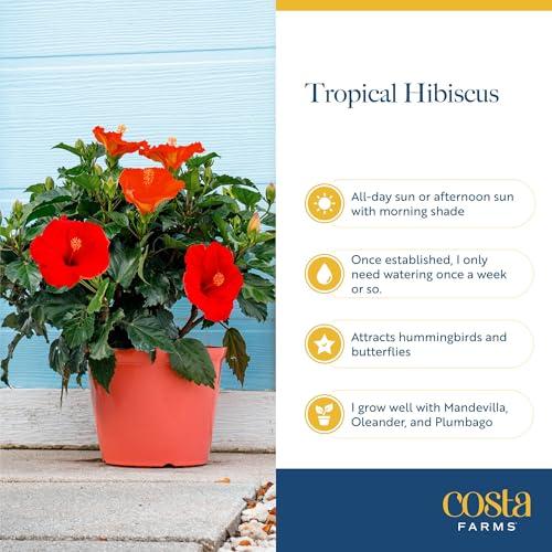 Miniatura de Hibisco Tropical Costa Farms: Arbusto Vivo con Flores Vibrantes para Exterior 9