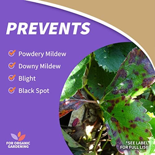 Bonide Captain Jack's Copper Fungicide, 32 oz Ready-to-Use Spray for Organic Gardening, Controls Common Diseases thumbnail 3