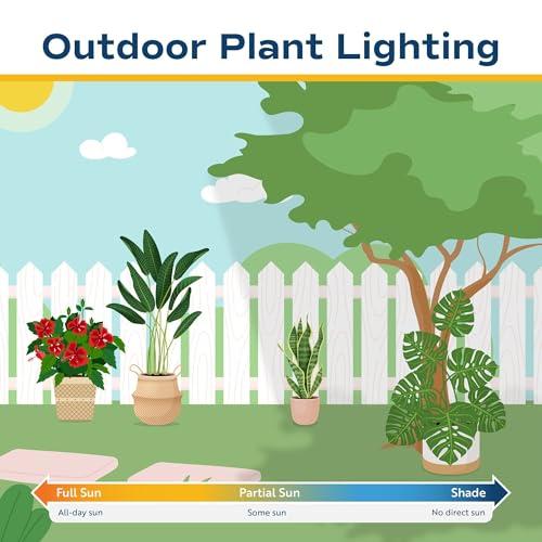 Miniatura de Hibisco Tropical Costa Farms: Arbusto Vivo con Flores Vibrantes para Exterior 7