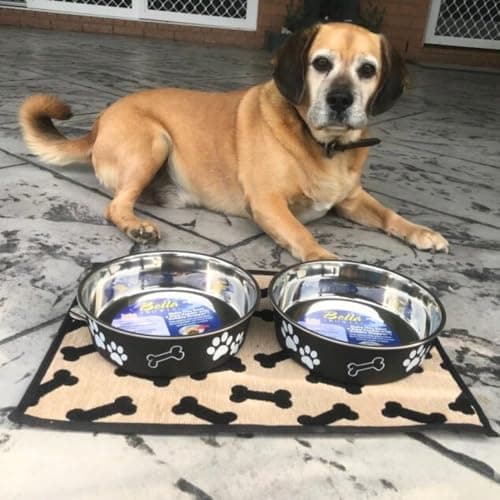 Loving Pets Bella Dog Bowls- Stainless Steel Dog & Cat Bowls - Spill Proof Dog Food Bowl, Cat Bowl, Puppy Essentials & Pet Supplies Great for Home & Travel (X-Large 65-100lbs, Espresso)
